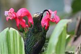 White-tipped Sicklebill